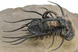 Bizarre Dicranurus Trilobite - Spectacular Preparation #227803-3